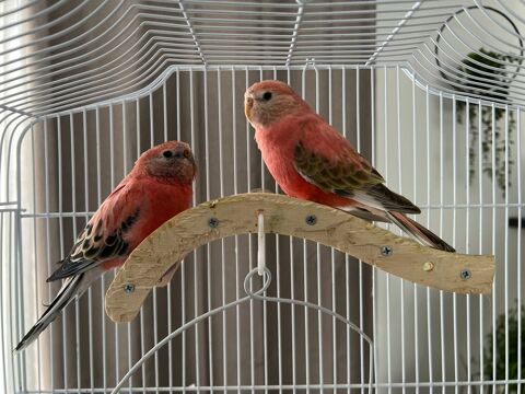 Perruches Bourkes femelle et male 60 66200 Al�nya