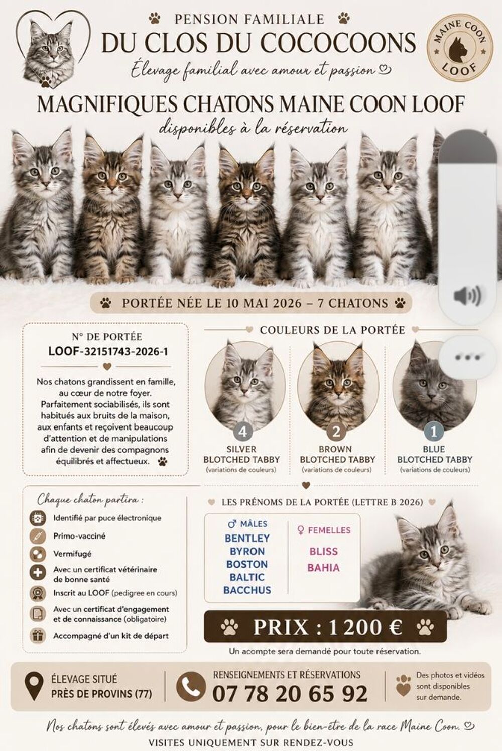   bebe maine coon loof 