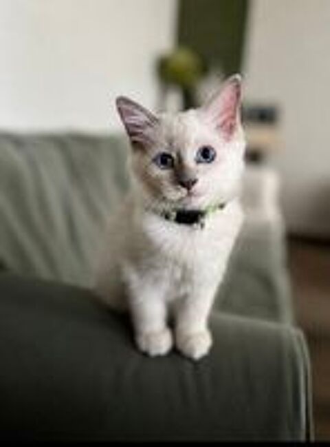   Chatons Sacré de Birmanie  LOOF 
