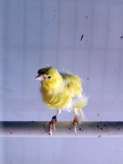 TIUKI, adorable Canari frisé à adopter 50 56220 Peillac
