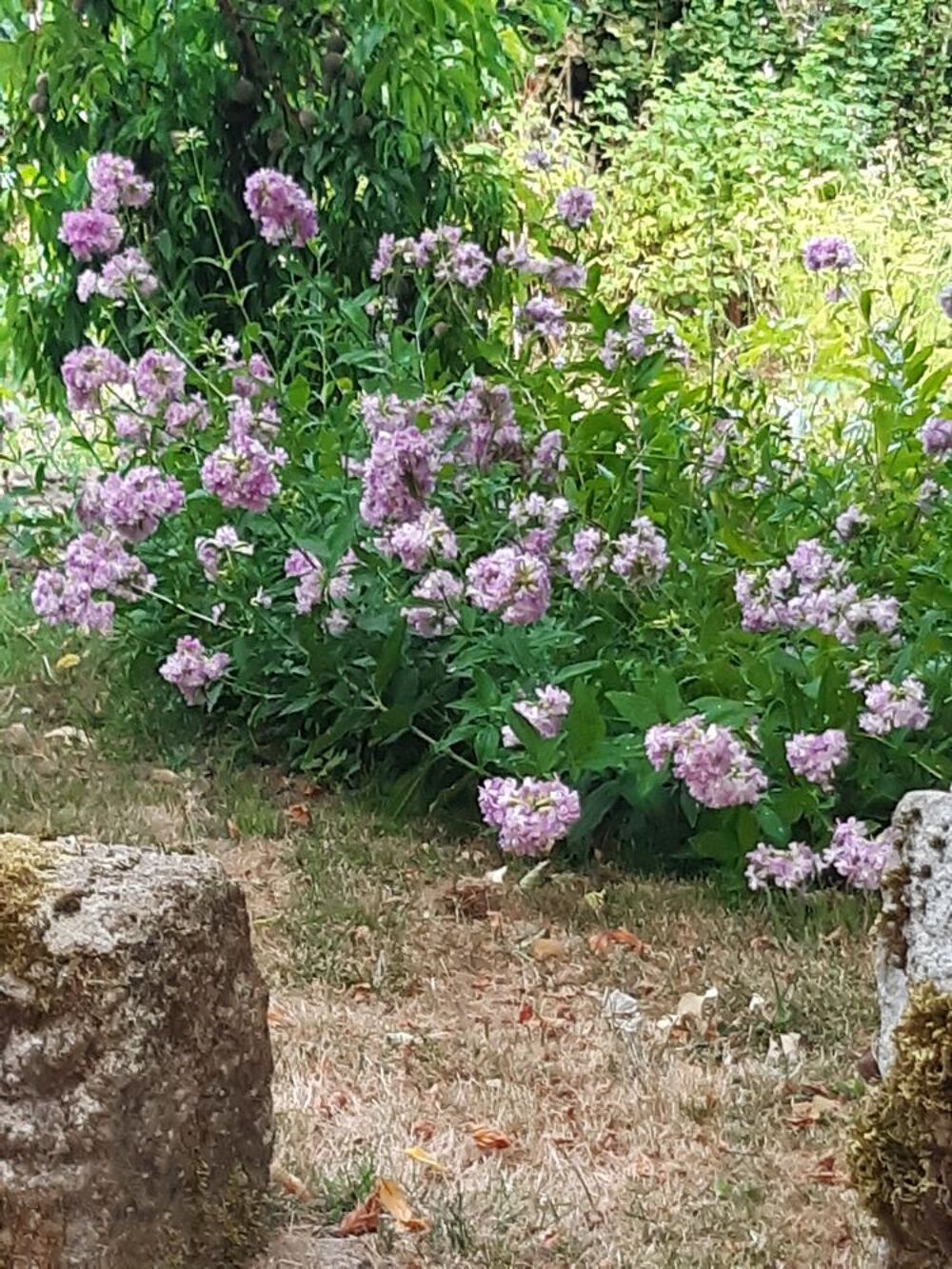 Plants de saponaires doubles Jardin