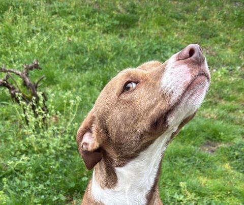 BENJI 2ans, aussi mignon qu'adorable ! (ok chat ) 315 24140 Douville