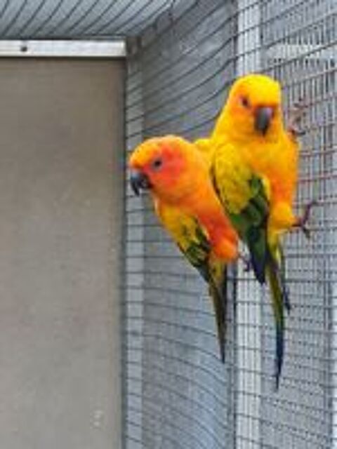   conures soleil 