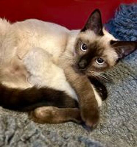   Chatons Siamois Thaï.
