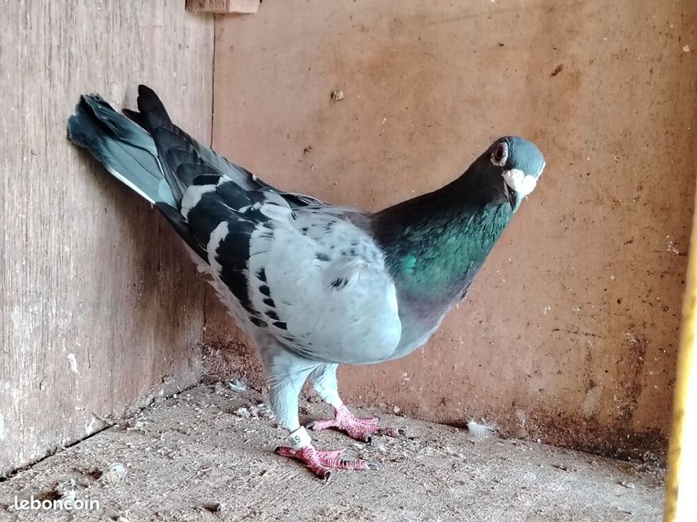   Pigeon voyageur �caill�e 
