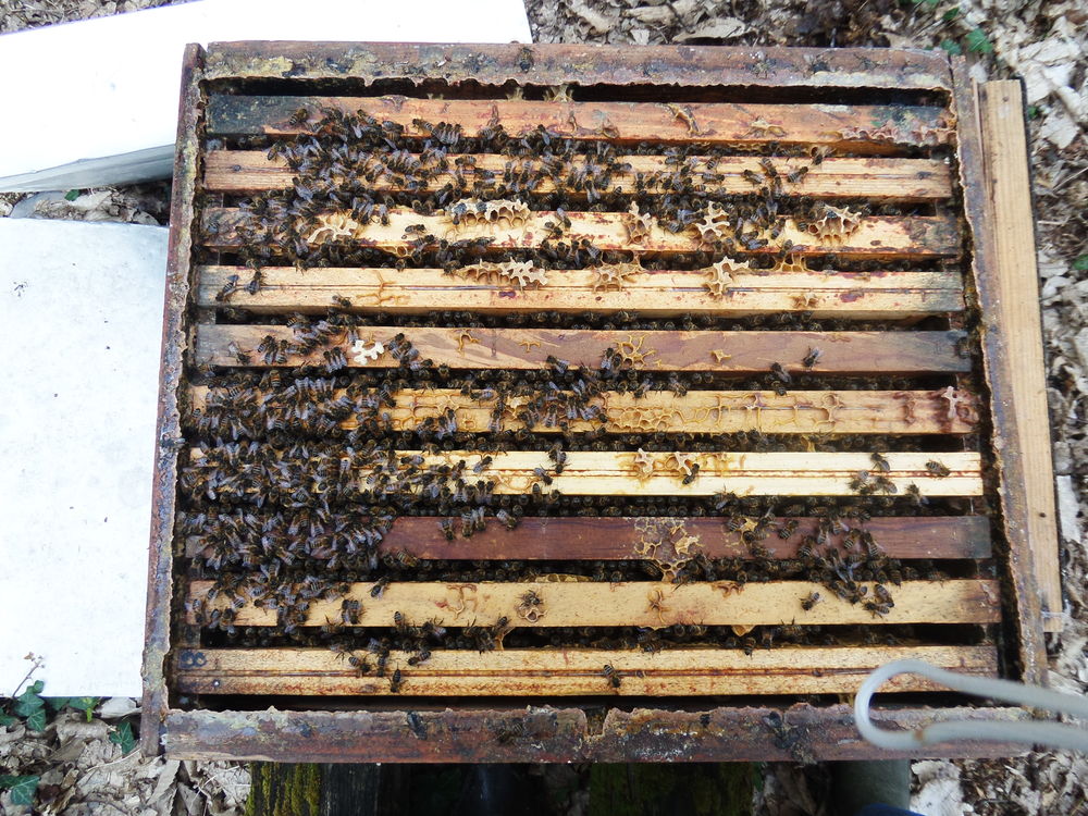   colonies d'abeilles 