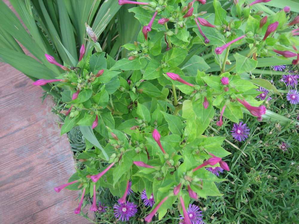 JOLI FLEUR BELLE DE NUIT Jardin