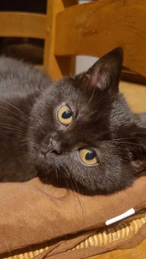 Chaton british shorthair 1100 59230 Saint-amand-les-eaux