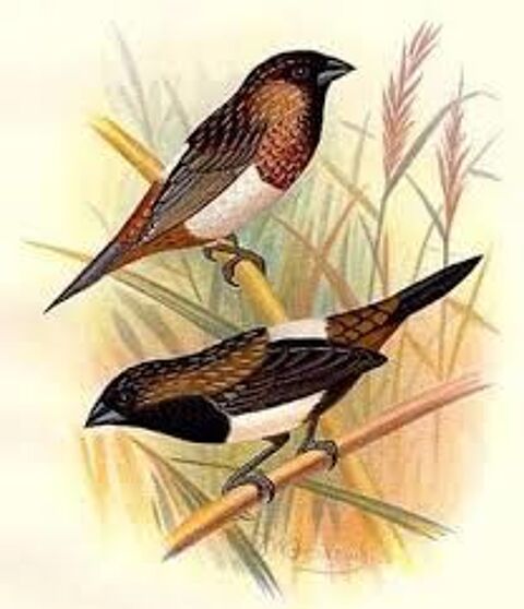 MALE  MOINEAUX DU JAPON JEUNE DE 2024 7 59480 La basse