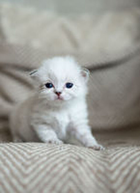  A réserver magnifique scottish fold  