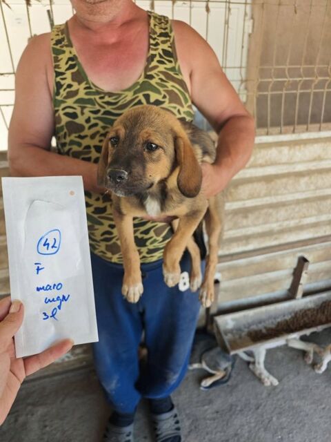Lucha à l'adoption 320 73000 Barberaz