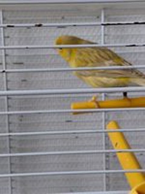   Couples reproducteur de canaris Agathe satiné  