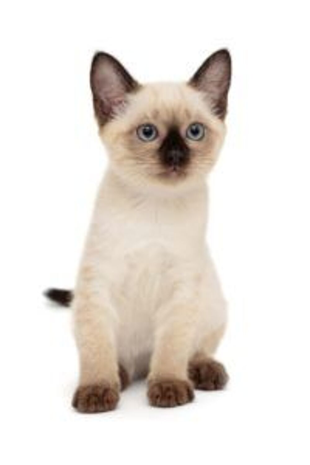   CHERCHE CHATON SIAMOIS THAÏ - Région Île de France  