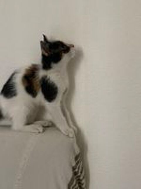   Donne adorable petite chatte câline et très joueuse  