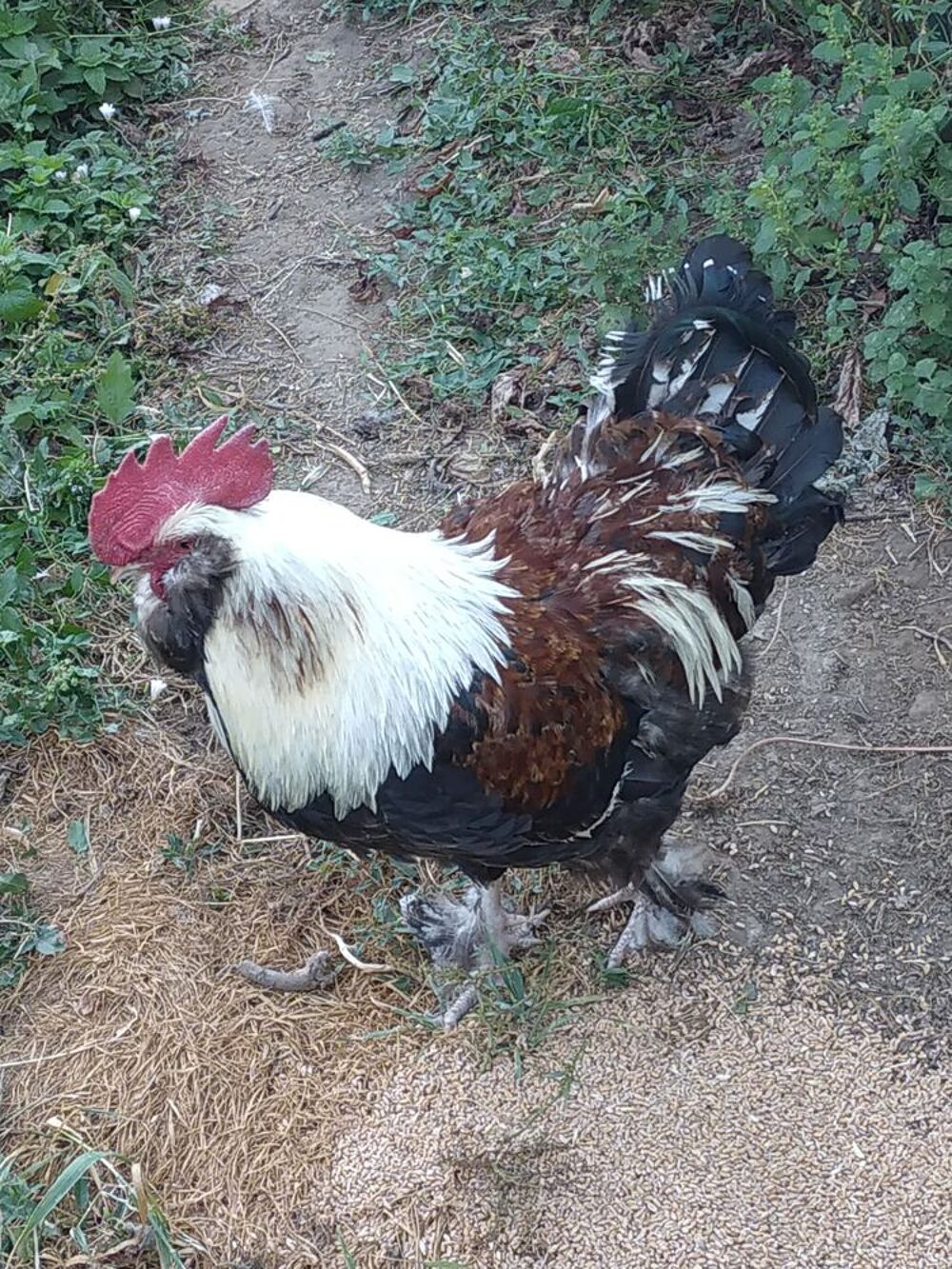   Coq Faverolles adulte 2025 