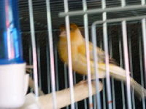   Canaris 