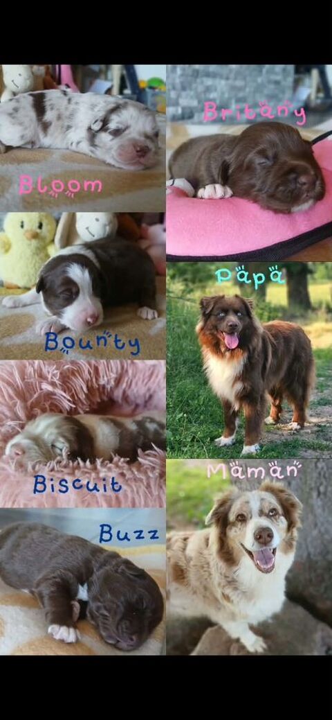 Chiots Berger Australien LOF 1300 03130 Le pin