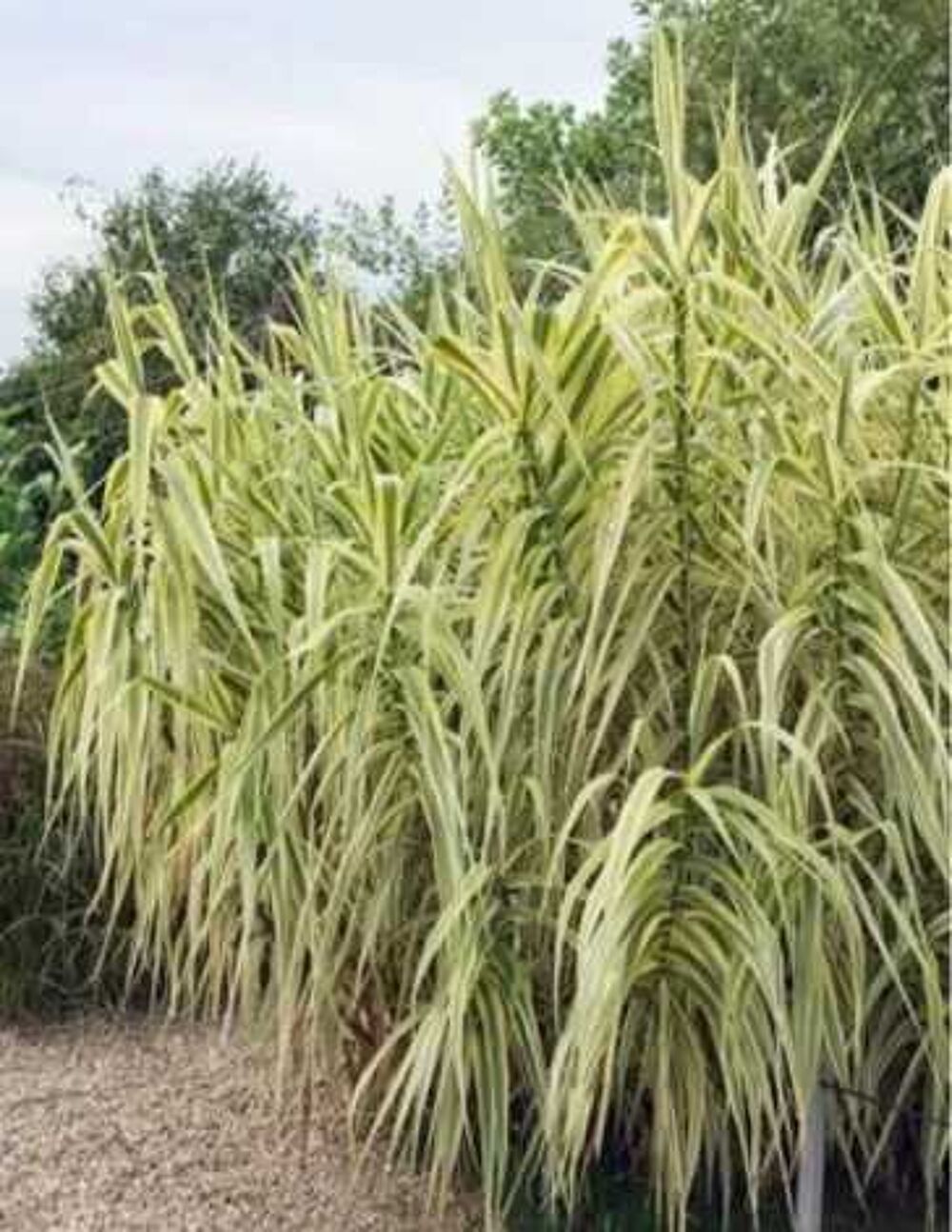 canne de province blanche &agrave; prendre sur place Jardin