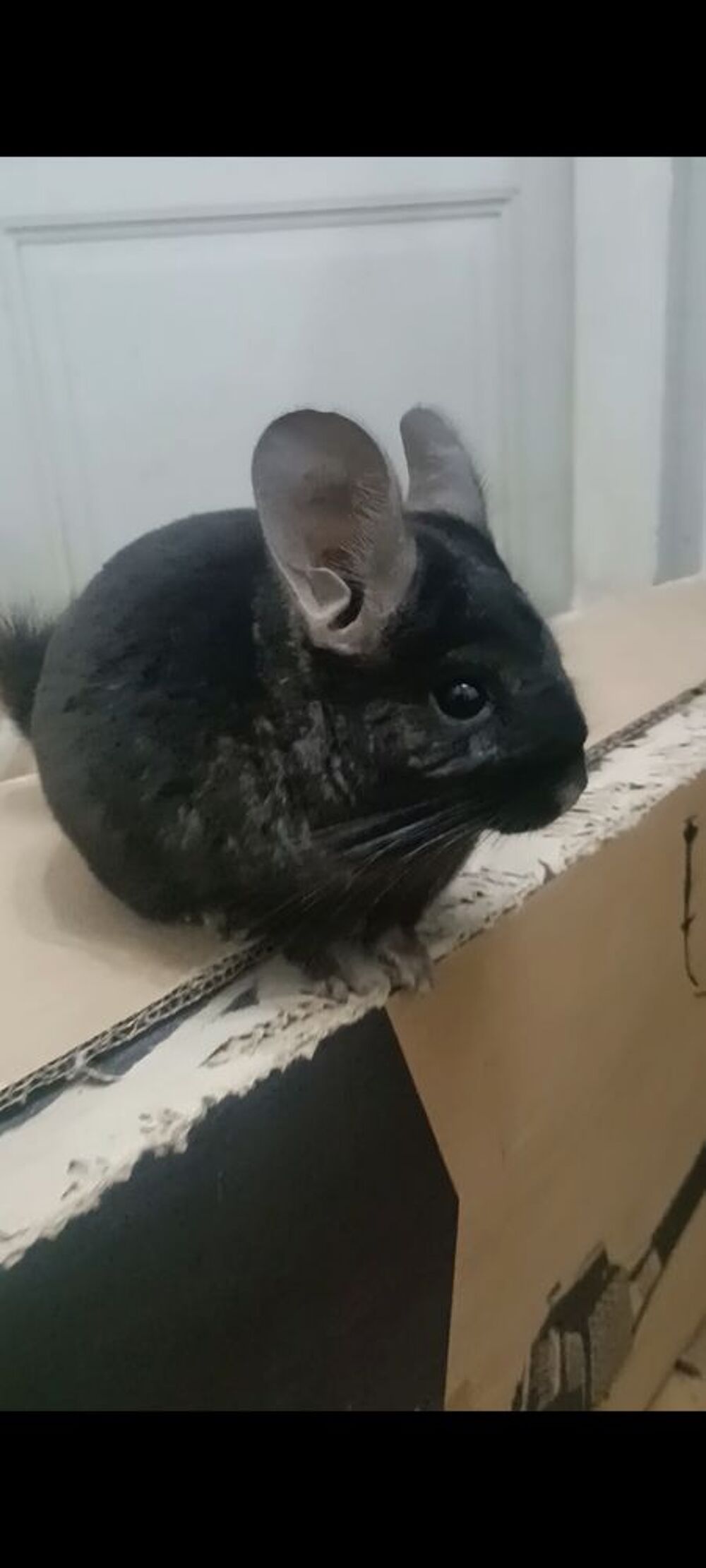   Chinchillas plus cage  