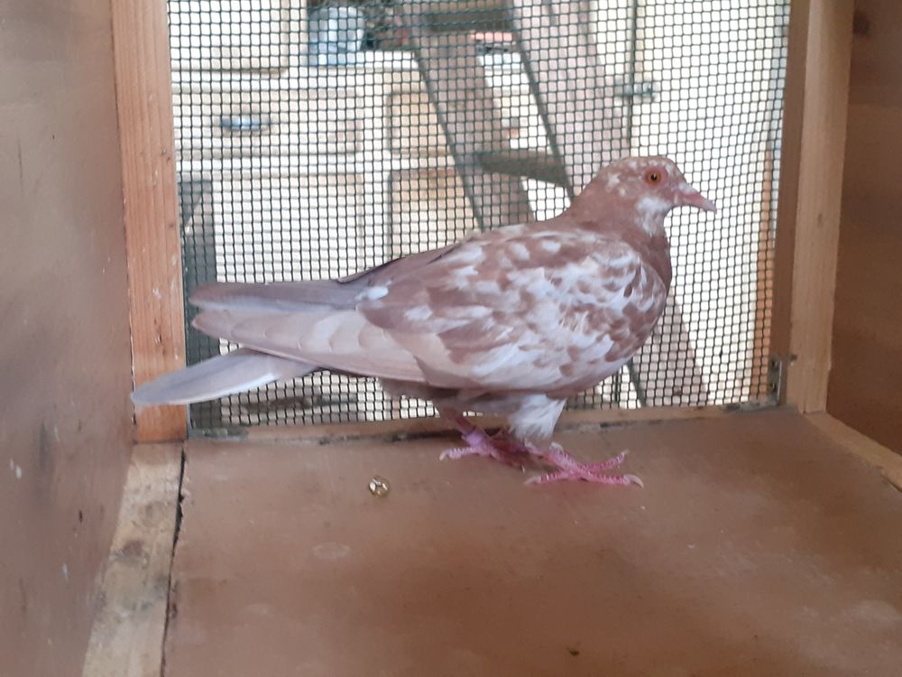   JEUNES PIGEONS DE L'ANNÉE PRÊTS A REPRODUIRE 