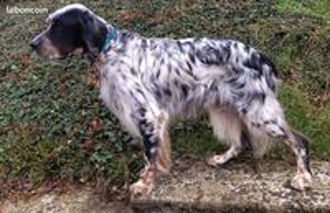   Saillie Setter anglais tricolore Lof 