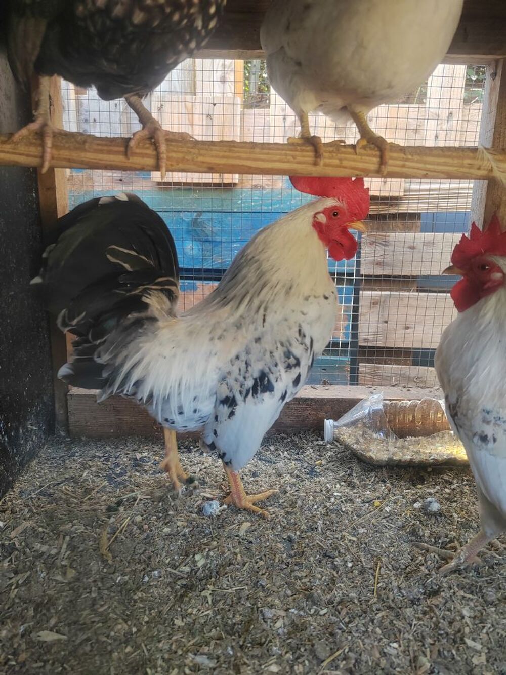   de poules, coqs. 