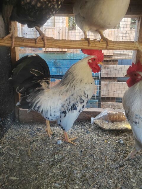 de poules, coqs. 30 83100 Toulon