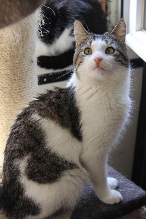 ROSSI CHAT TIGRE BLANC 3 ANS 1/2 160 92260 Fontenay-aux-roses