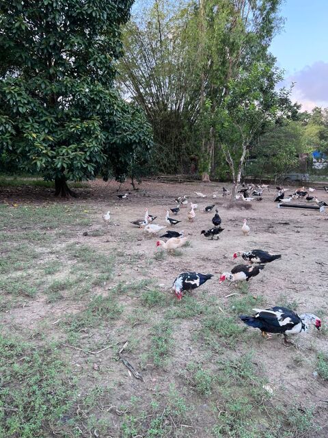 CANARDS BARBARIE ADULTES 35 97311 Guyane