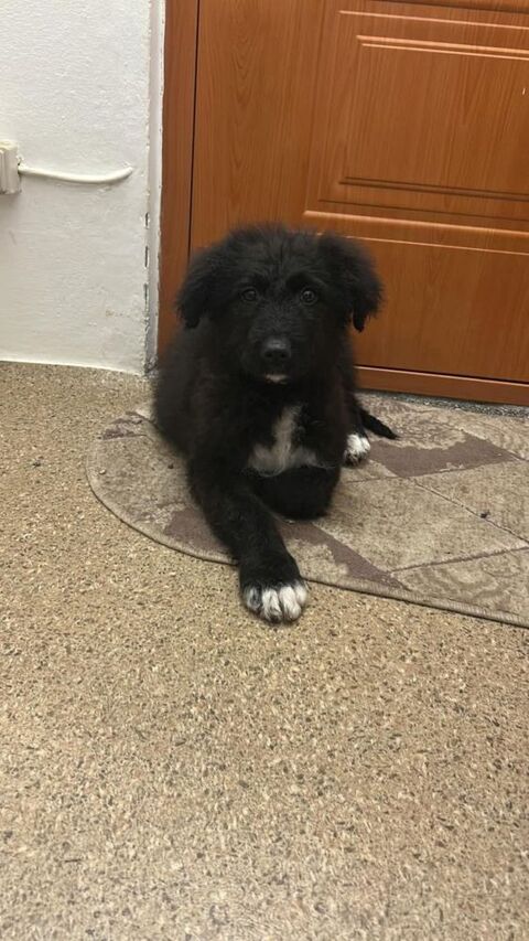 BEVERLY petite crois&eacute;e n&eacute;e le 27/05/2025 300 37100 Tours