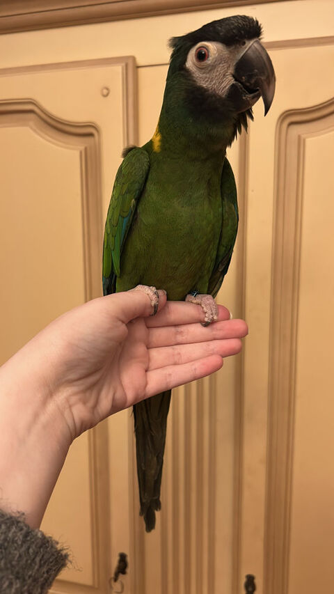 Ara auricollis  750 41000 Blois