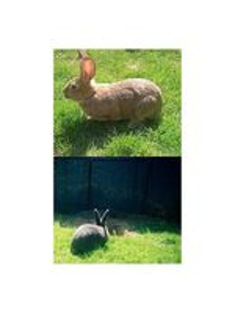   Pet sitter cat sitter horse sitting et NAC  