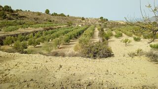  Terrain � vendre 2500 m� Orihuela, alicante, espa�a