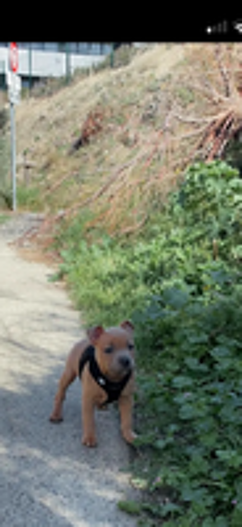  Mâle staffie disponible pour reproduction 