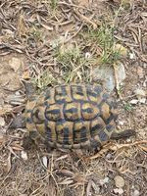  Tortue mâle adulte  