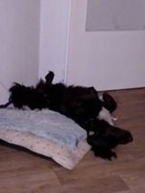   Donne chien Beagle crois� Border Collie 