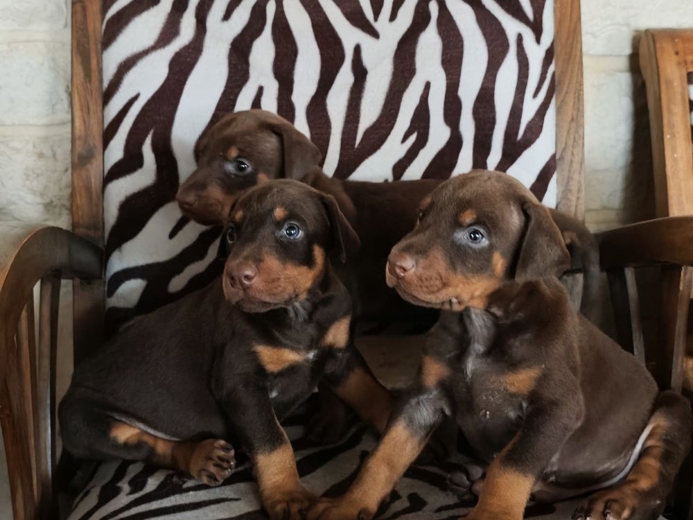 Annonce chien, chiot, Frontignan (34110) - WA178067228 - ParuVendu.fr