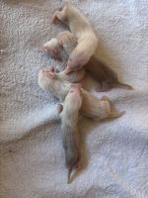   Furetons semi angora  
