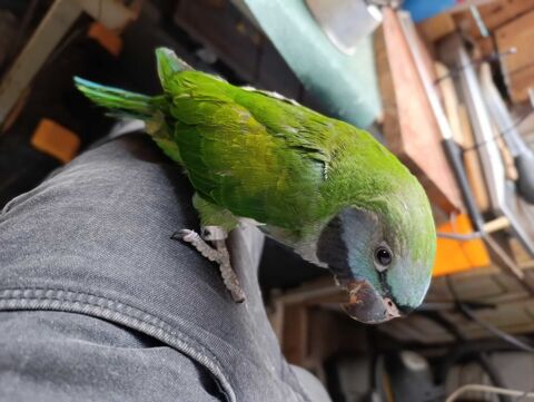 grande perruche 0 64100 Bayonne