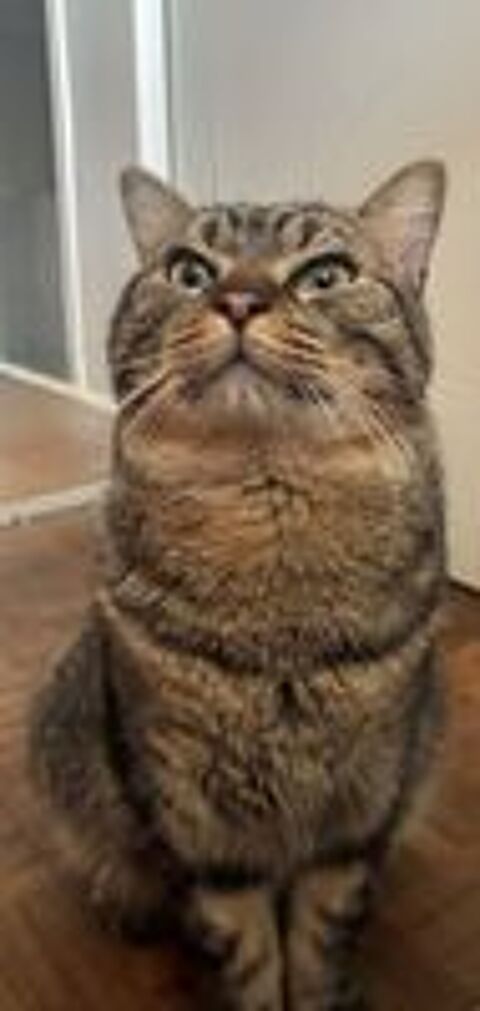  Baqara, un amour de jeune chat ! 