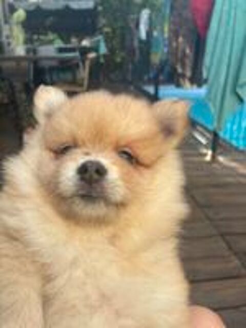  SPITZ NAINS  