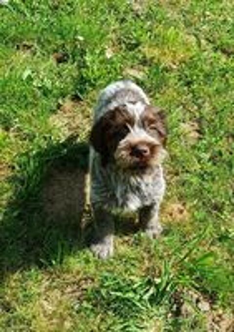   chiots Griffon Korthals 