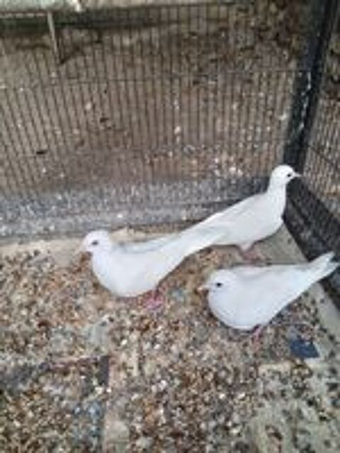   Jeunes colombes blanches 