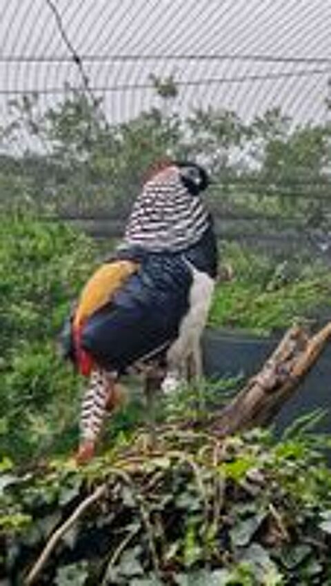  Poussins Faisans Lady hamerst  