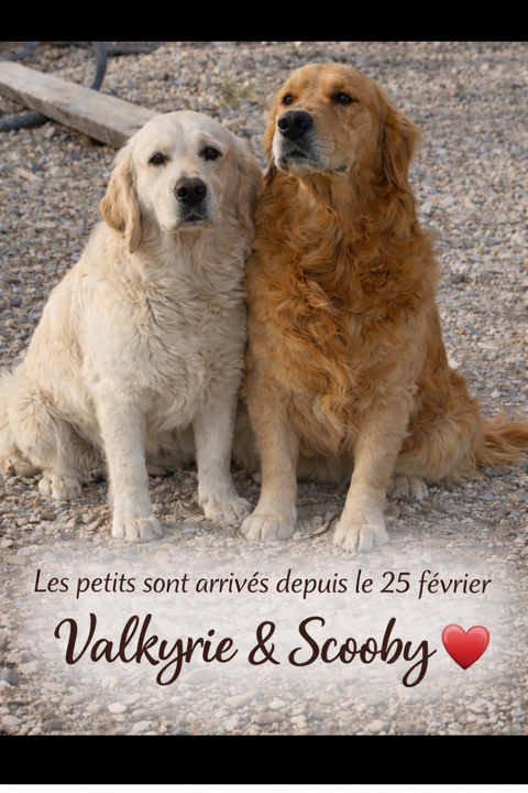 ?Jolis golden retriever ? 1200 30320 Saint-gervasy