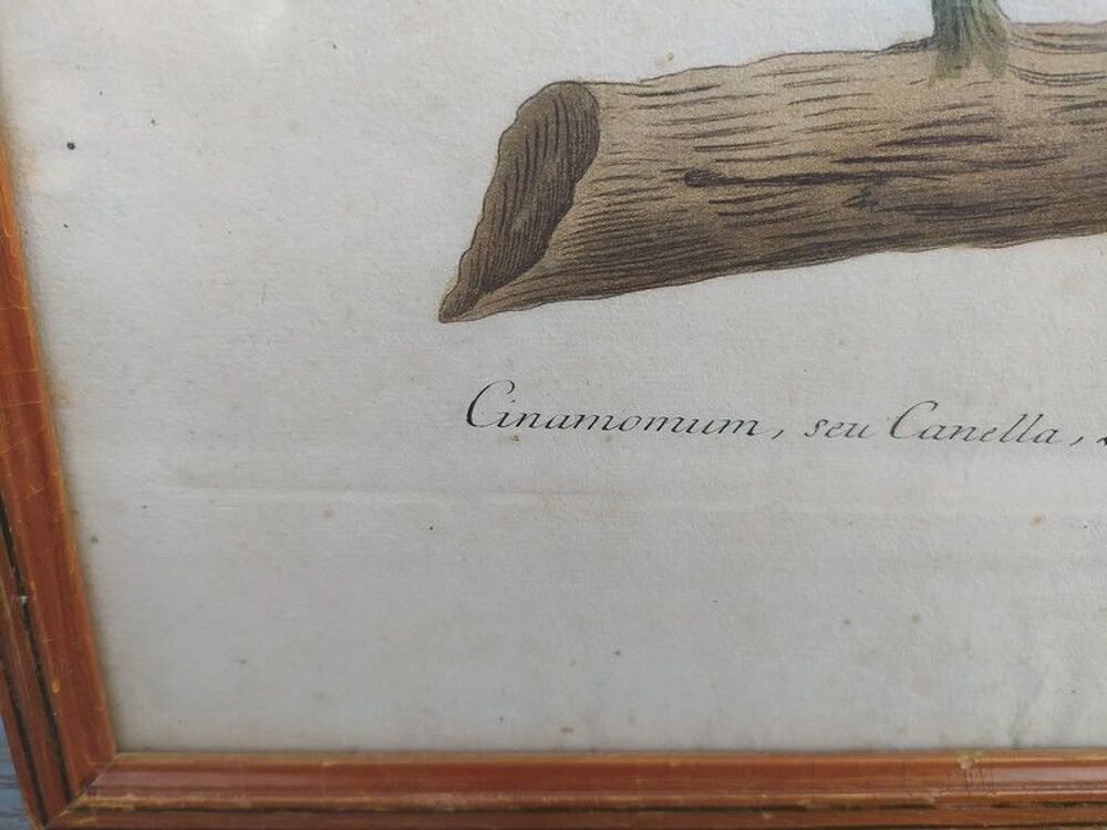 Cinamomum Cannelle Gravure Johann Wilhelm Weinmann XVIIIe 