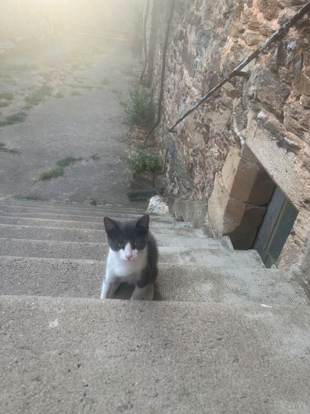   Chatons à donner 