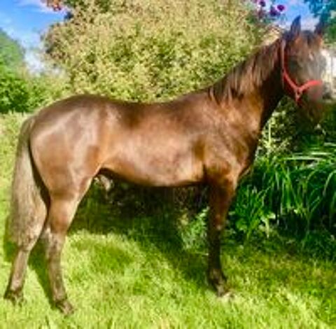   Timing THW cheval Am�ricain � allures  