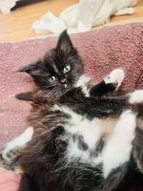   Magnifique femelle Maine Coon black & white. 