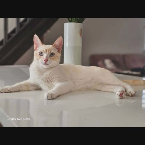 CARAMEL 1 84500 Boll�ne